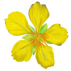 yellow flower mikkymouse