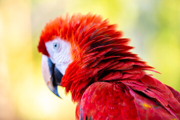 colorful macaw of peruvian jungle