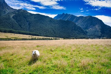 Fototapeta premium Sheep in the Matukituki Valley, Mt. Aspiring National Park, New Zealand