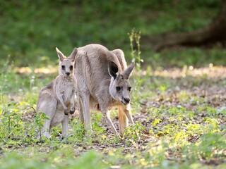 親子で並ぶオオカンガルー