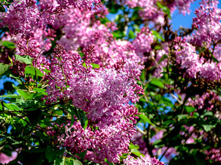 spring branches of fragrant tender blooming lilac