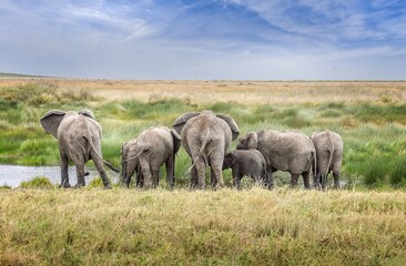 A family of elephants drinking in the Serengeti National Park, Tanzania - obrazy, fototapety, plakaty