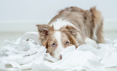 Border collie puppy with guilty expression after play with unrolling toilet paper. Disobey concept