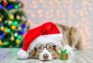 Adult Border collie wearing eyeglasses and red santa hat lying with tiny gift box. Festive...