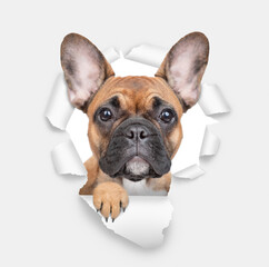French bulldog puppy looking through the hole in white paper