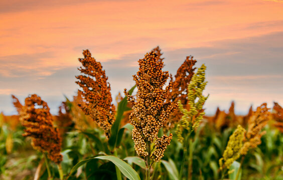 Biofuel and new boom Food, Sorghum Plantation industry. Field of Sweet gluten free Sorghum stalk and seeds. Millet field. Agriculture field of sorghum, Durra, Milo, or Jowari. Healthy nutrients