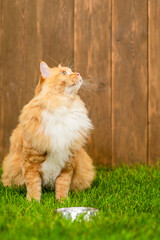 Naklejka na ściany i meble Adult maine coon cat sits with empty bowl on green summer grass and looks away and up