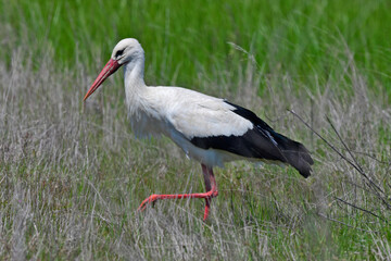 Weißstorch // White stork (Ciconia ciconia) 