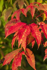 red leaves on a green background