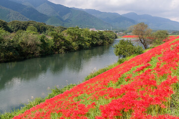 津屋川の彼岸花