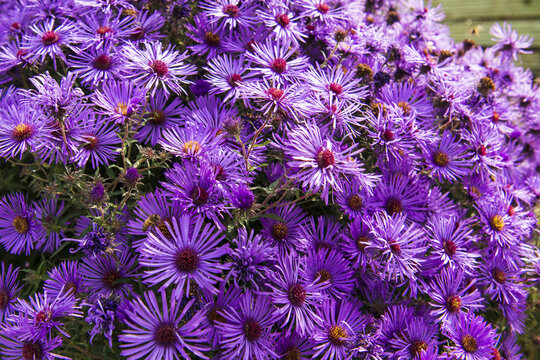 purple chamomile flowers