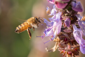 bee flying to a flower