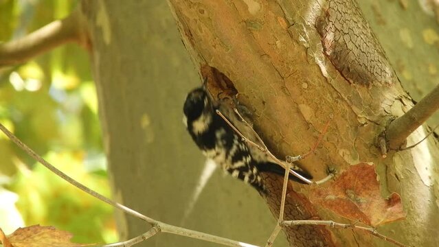 a small bird - a small spotted woodpecker hollows out a hollow in the trunk of a plane tree on a sunny day in early October.