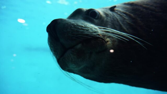 Beautifull sea lion swimming under sea water, Close up footage of Sea lions or walrus or seal swimming under water. High quality 4k raw slow motion footage