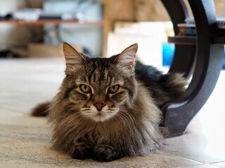 A macro shot of a young tabby cat is face. Focus on his gorgeous green eyes.