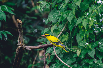 The yellow bird, also known as the black-naped oriole, appears to pause for a moment to rest on a...