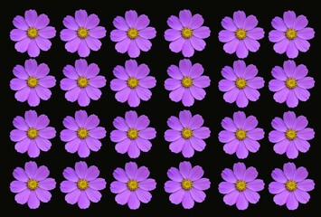 Beautiful cosmos, cosmea flowers set isolated .