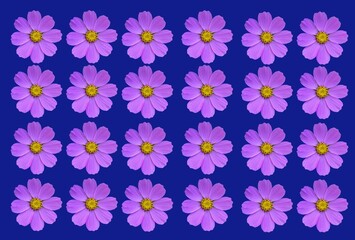 Beautiful cosmos, cosmea flowers set isolated .
