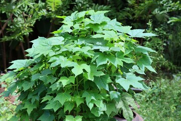 Organic vegetable growing Cnidoscolus aconitifolius,chaya tree,tree spinach(chaya, tree spinach, chicasquil, chay)