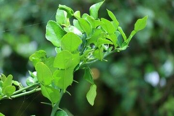 Close-up of kaffir lime leaves on a medicinal plant for medicinal or cooking purposes