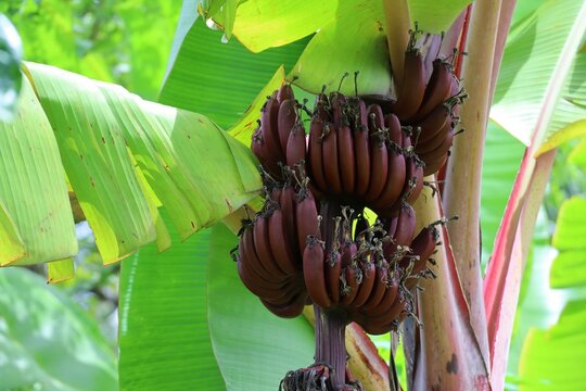 Red banana (Musa acuminate) Musaceae family. Is a wired tape of banana, it's a triploid cultivar of the wild banana Musa acuminata, belonging to the AAA group. Amazon grown in Thailand