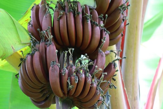 Red banana (Musa acuminate) Musaceae family. Is a wired tape of banana, it's a triploid cultivar of the wild banana Musa acuminata, belonging to the AAA group. Amazon grown in Thailand