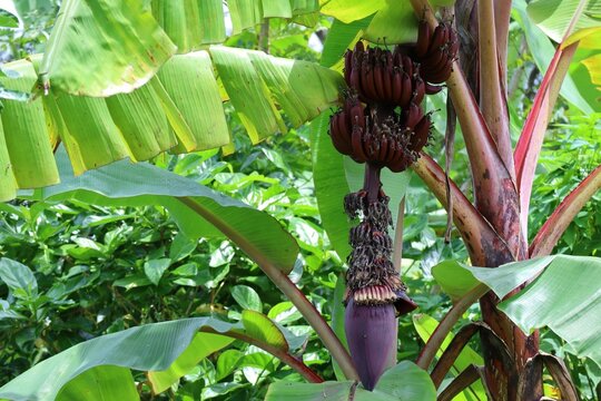 Red banana (Musa acuminate) Musaceae family. Is a wired tape of banana, it's a triploid cultivar of the wild banana Musa acuminata, belonging to the AAA group. Amazon grown in Thailand