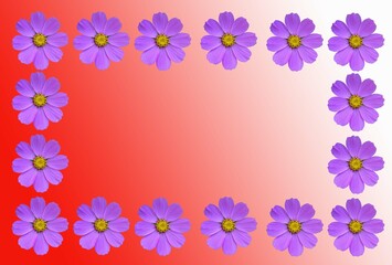 Fototapeta na wymiar Flower frame with cosmea flowers .