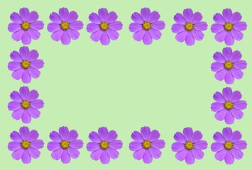 Flower frame with cosmea flowers .