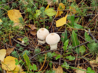 2 rainforest or raincoat mushrooms in the grass among the leaves