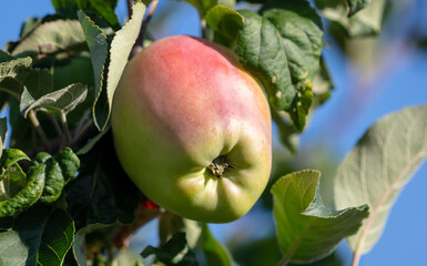 Ripe apples on the branches of a tree.