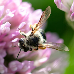 A bee on a clover flower.