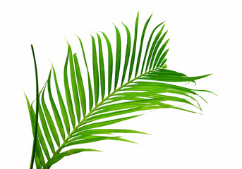 Tropical green palm leaf frame picture on white background