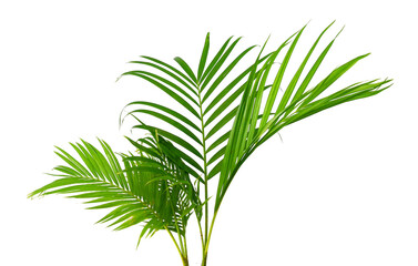 Tropical green palm leaf tree isolated on white background