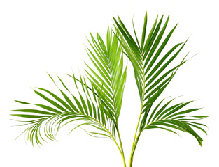 Fototapeta premium Tropical green palm leaf tree isolated on white background