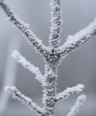 White snowflakes on a tree branch in winter.