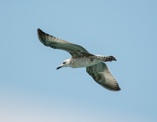 Seagull in flight against the sky.