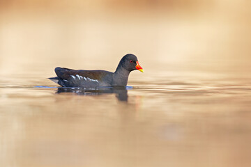 A common moorhen (Gallinula chloropus) swimming in a pond in the city.