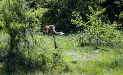 Photo shows the back side of a fox wandering in the forest.