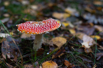 venomous, wild, natural, biology, cap, fall, moss, ground, muscaria, fly, poison, toxic, spotted, danger, dangerous, colorful, agaric, amanita, beautiful, poisonous, toadstool, plant, nature, season, 