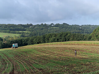Lone farmer inspecting corn field after harvesting corn