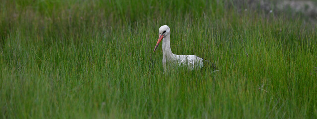 White stork // Weißstorch (Ciconia ciconia) 