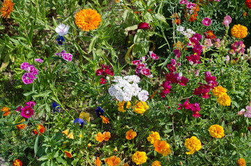 Decorative flower bed with colorful flowers in the summer garden
