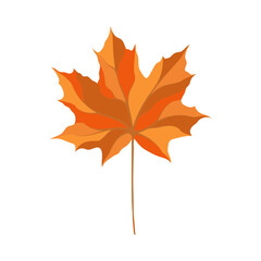 Fototapeta premium Autumn Maple Leaf
