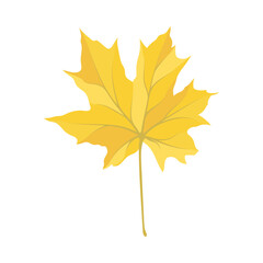 Autumn Maple Leaf