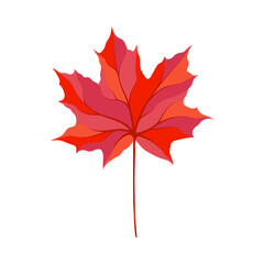 Autumn Maple Leaf