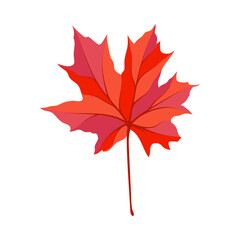 Autumn Maple Leaf
