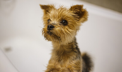 The Yorkshire Terrier is standing in a white bath before bathing after a walk, taking care of himself and smiling. Cute and funny dog.