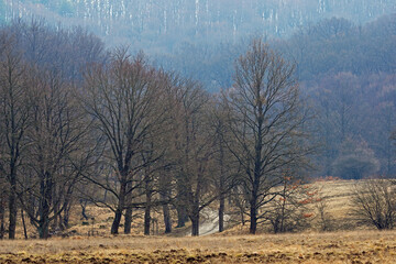 Forest scenery in a barren landscape