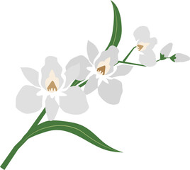 Fototapeta na wymiar Cartoon botanic garden plant flower white orchid